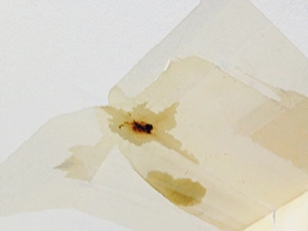 雨漏りチェック