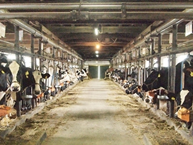 酪農